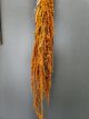 AMARANTHUS ORANGE 40CM 110 GR PRE