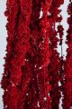 AMARANTHUS PRESERVED TINTED RED 40CM 110 GR PRE