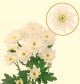 CHRYS SPRAY ROCCA WHITE VIE 70CM 5 ST