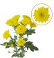 CHRYS SPRAY MAHON VIE 70CM 5 ST