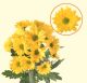CHRYS SPRAY CELEBRATE VIE 70CM 5 ST