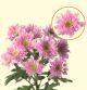CHRYS SPRAY MONALISA DARK PINK VIE 70CM 5 ST