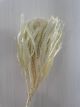WHITE WILDFLOWER BANKSIA HOOKERIANA BLEACHED 45CM 1 ST DRY