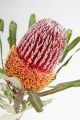 BANKSIA MENZIESII 70CM 1 ST