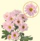 CHRYS SPRAY SAKURA PINK VIE 70CM 5 ST
