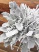 DUSTY MILLER 40CM 5 ST