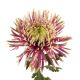 CHRYS DIS BALTAZAR FLORISOL ECU 70CM 5 ST
