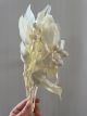 WHITE WILDFLOWER TETRAGONA NUTS BLEACHED 30CM 5 ST DRY