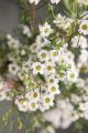 WAXFLOWER CHANTILLY LACE (PBR) HELIX 50/60CM 300 GR