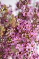 WAXFLOWER STRAWBERRY SURPRISE (PBR) HELIX 50/60CM 300 GR