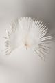 ANAHAW LEAVES MEDIUM 40CM 5 ST PRE