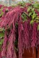 AMARANTHUS HANGING RED AUS 70CM 5 ST