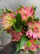 ALSTROEMERIA FASHIONISTA SOFIENA KEN 60CM 5 ST